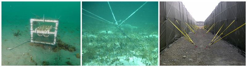fish-cage-anchor-4st60cc